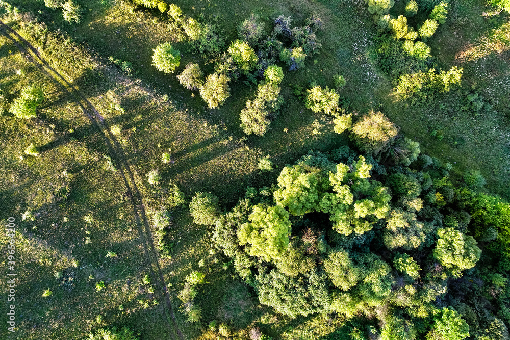 Top view of trees and a road in Kursk Region of Russia