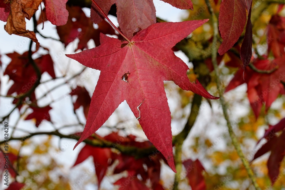 feuille