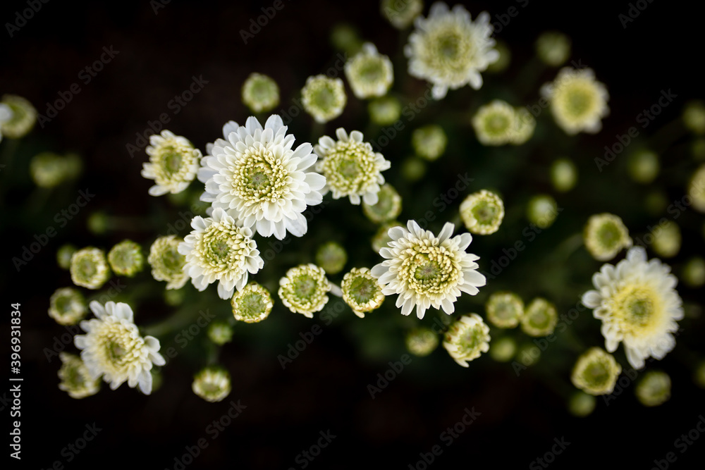 花园里开着白菊花。大自然的花朵