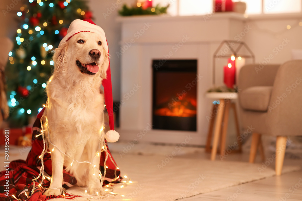 Cute dog at home on Christmas eve