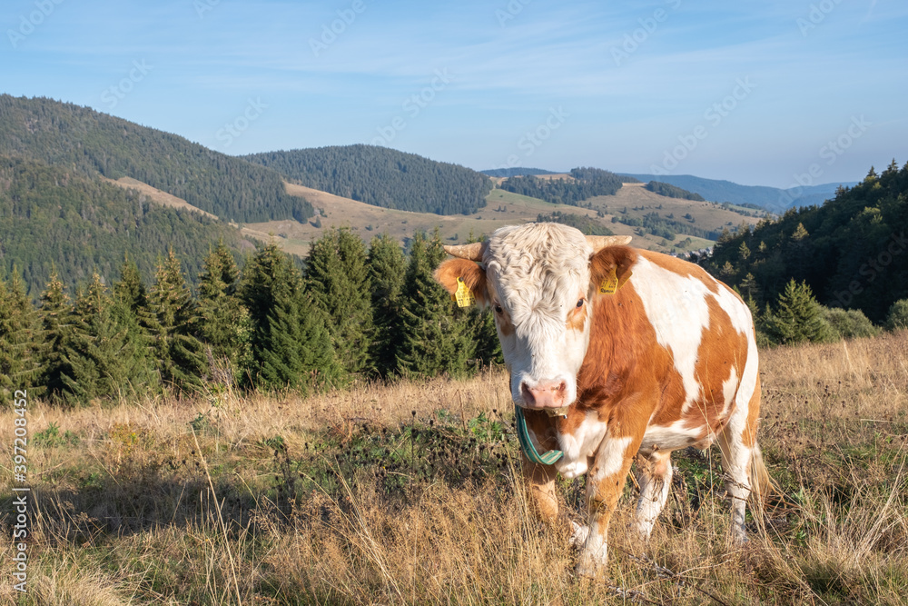 Jungbulle der Rasse Hinterwälder Rind