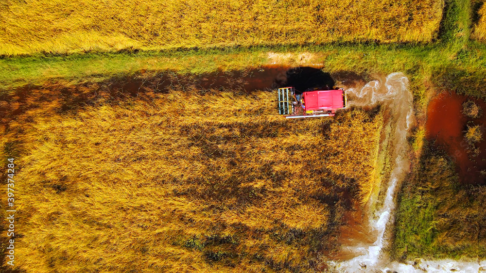 harvest tractor in operation in rice field