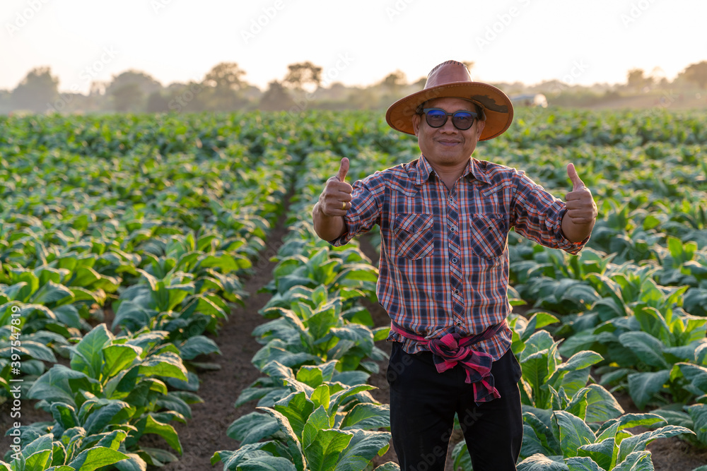 asian farmer standing confident in a tobacco farm, agriculture to industry