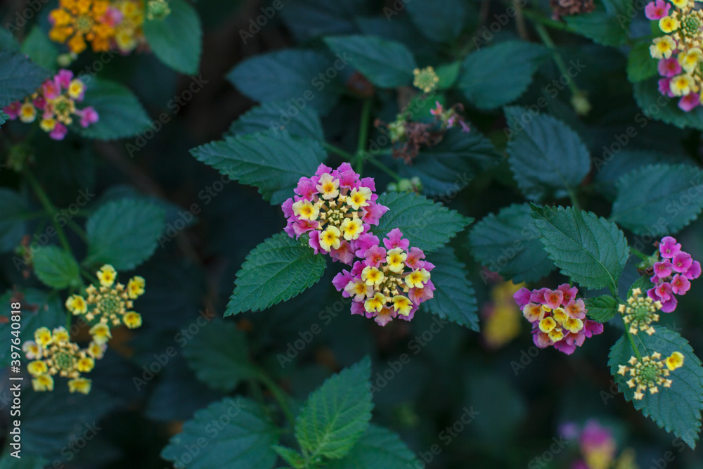 不常见的野花，花序为紫黄色