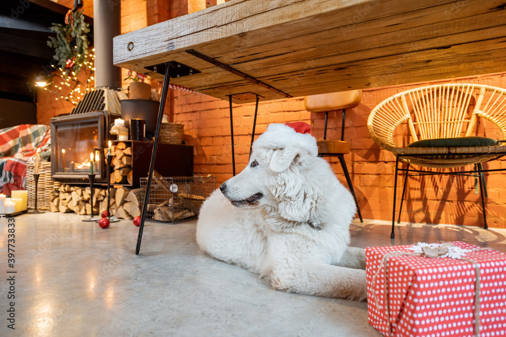 Cute dog with a gift during the New Year holidays at home