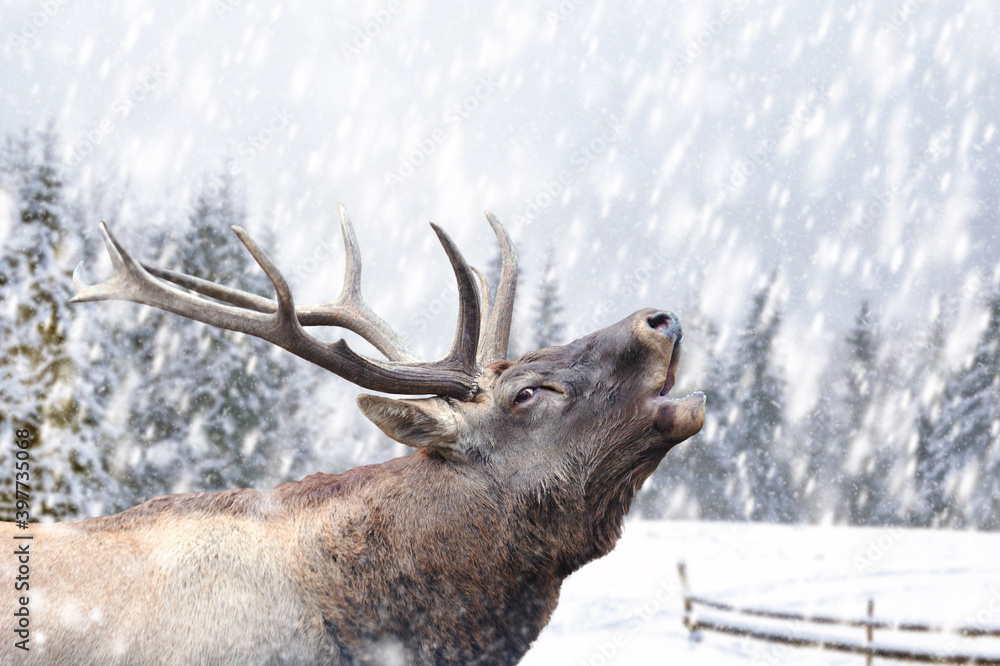 Deer on a winter landscape background with snowfalls