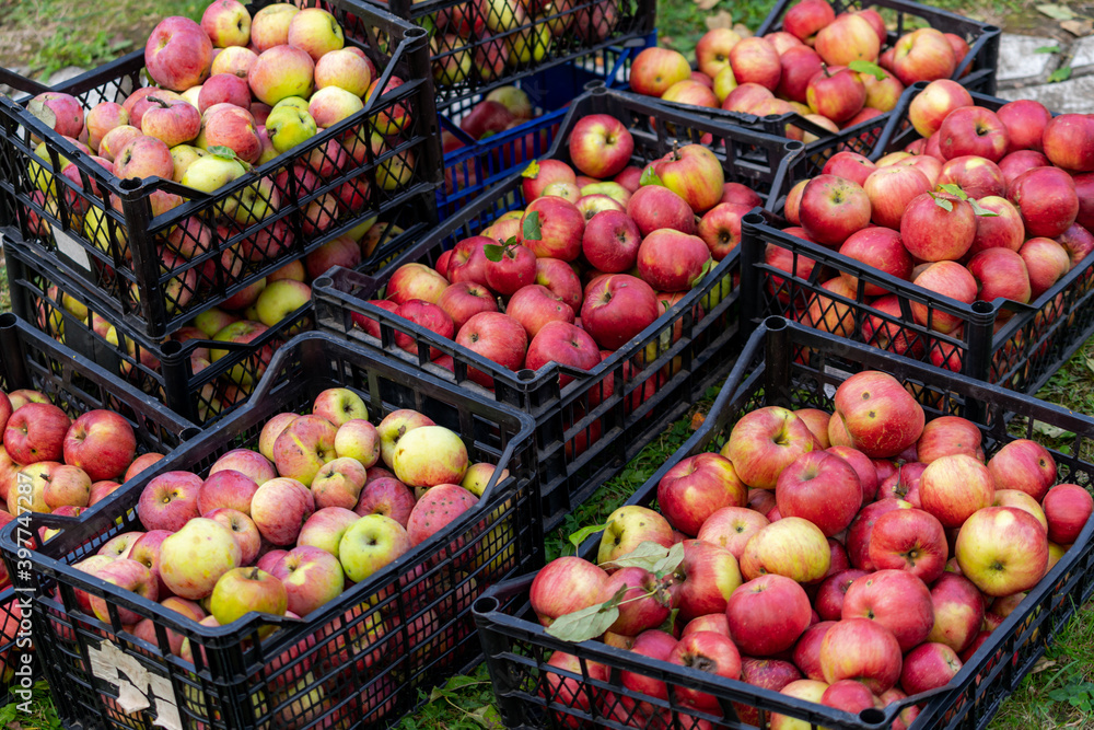 Apples in boxes stand in garden. Red and juicy fruit picked from trees. Farm orchard. Autumn sunny d