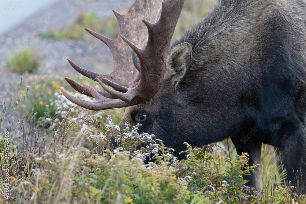 Bull Moose