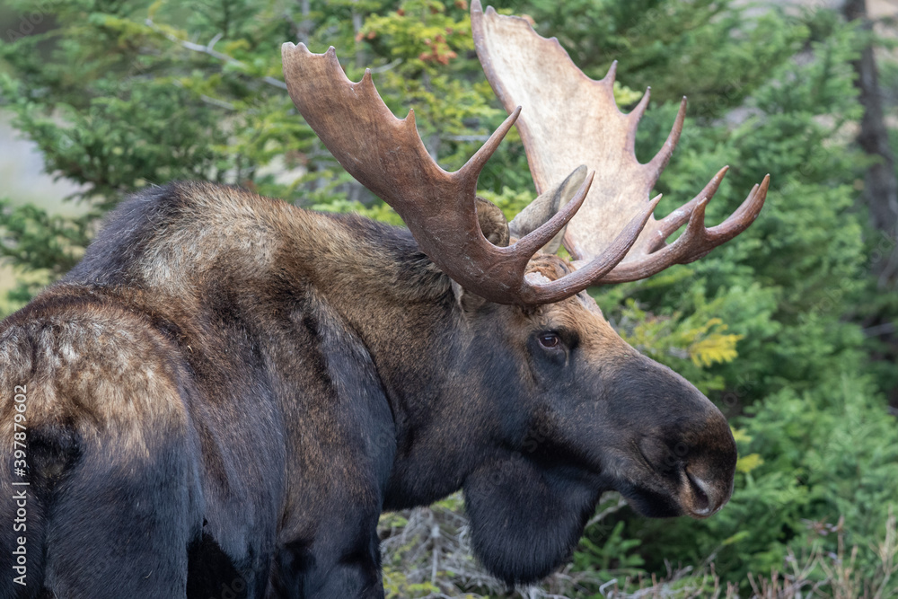 Bull Moose