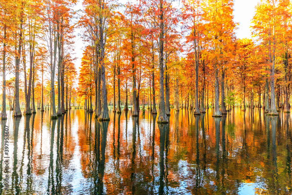 Beautiful colorful forest landscape in autumn.