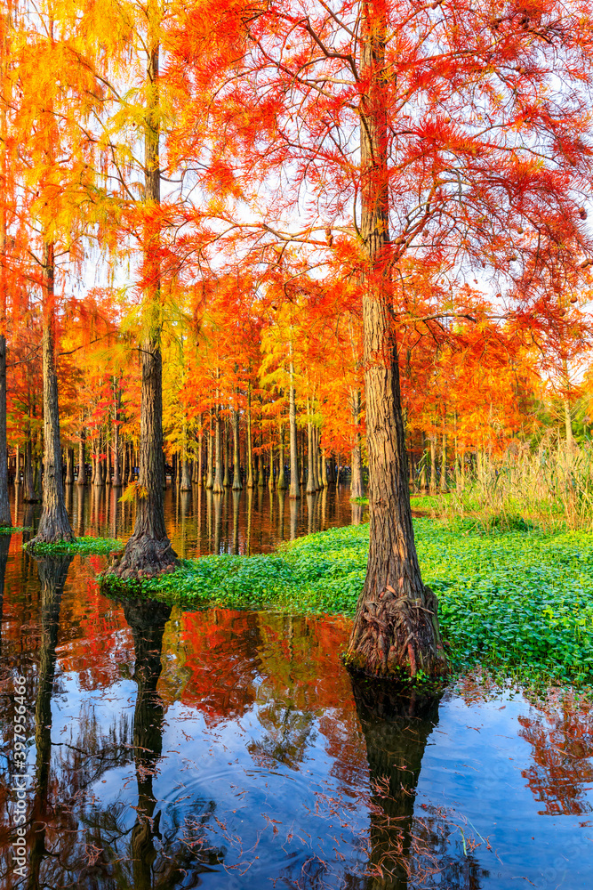 Beautiful colorful forest landscape in autumn.