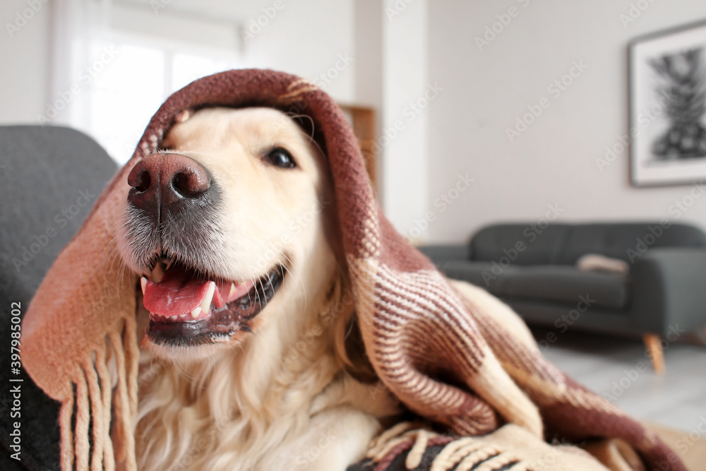 Cute dog covered with warm plaid at home. Concept of heating season