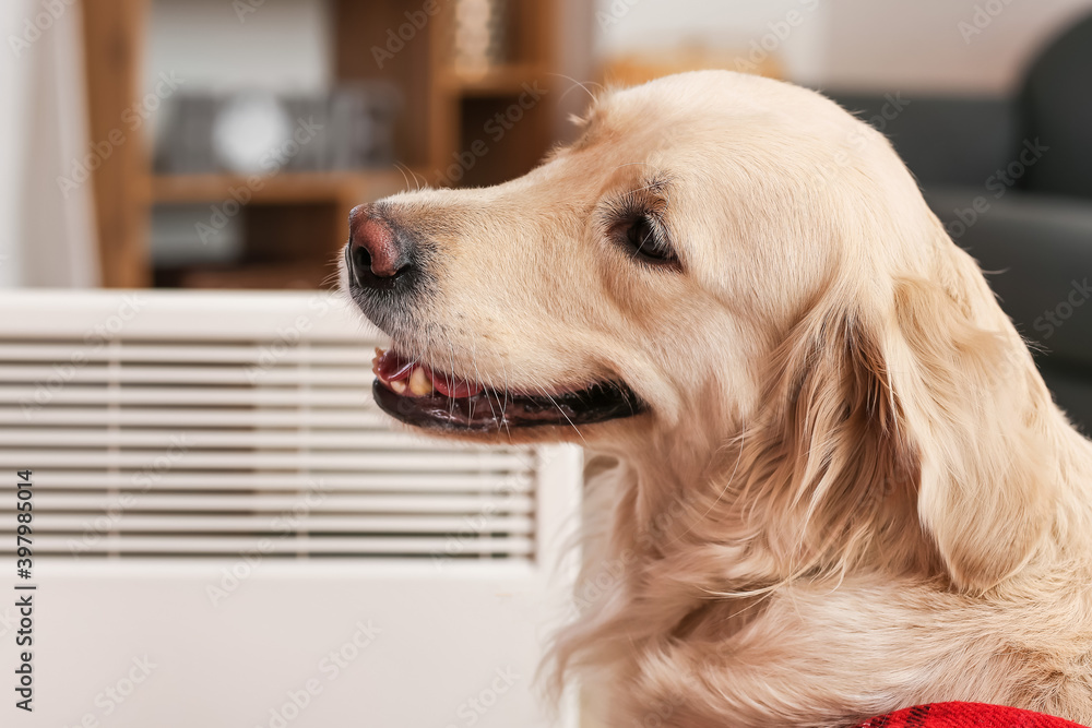 Cute dog near radiator at home. Concept of heating season