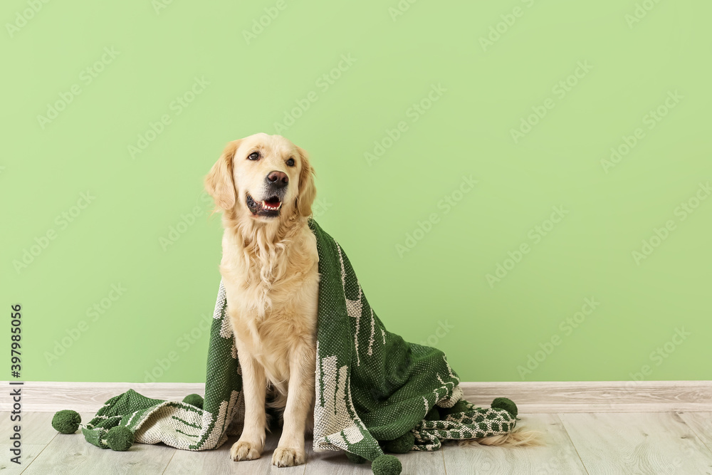 Cute dog covered with warm plaid near color wall. Concept of heating season