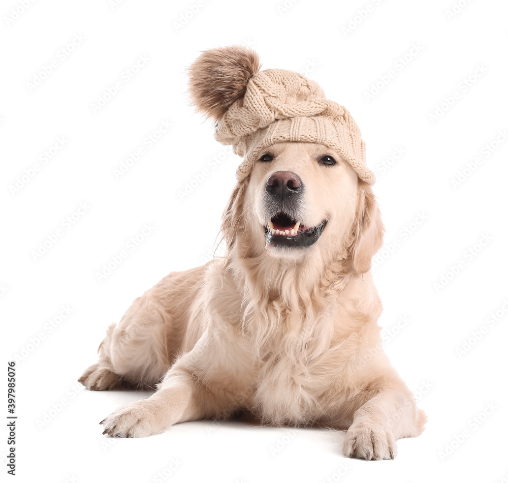 Cute dog in warm hat on white background. Concept of heating season