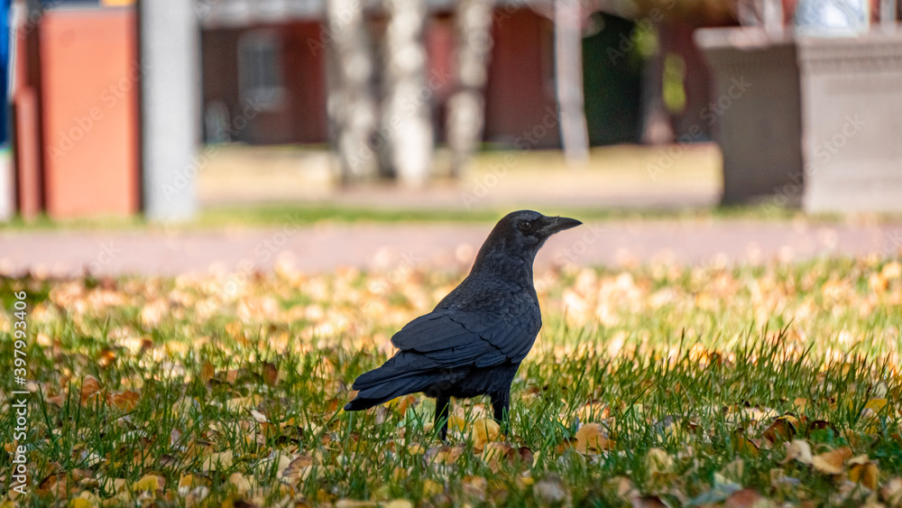 crow in the grass