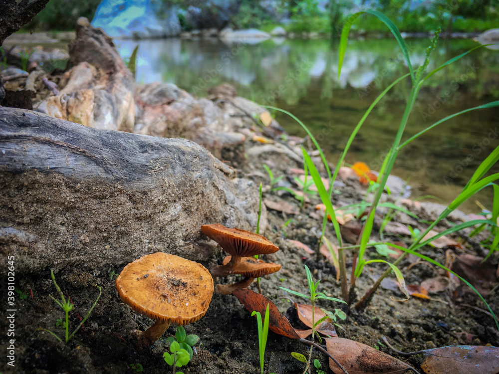 HONGOS EN PRIMER PLANO CON FONDO DESENFOCADO DE AGUA