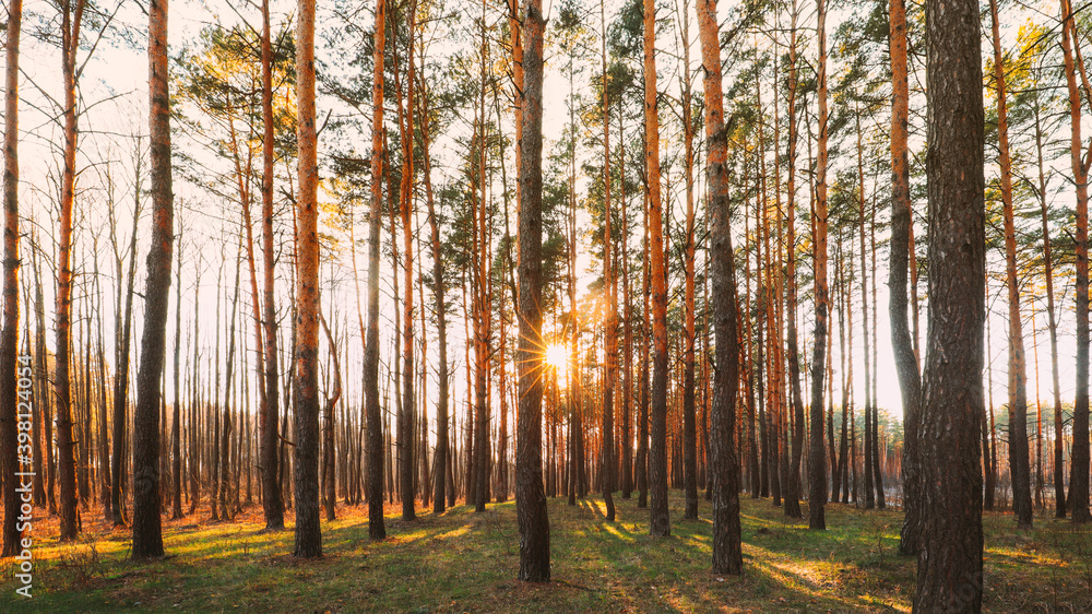 Beautiful Sunset Sunrise Sun Sunshine In Sunny Spring Coniferous Forest. Sunlight Through Woods In F