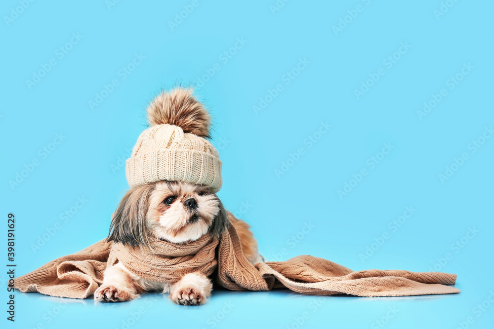 Cute dog in hat and with warm plaid on color background. Concept of heating season