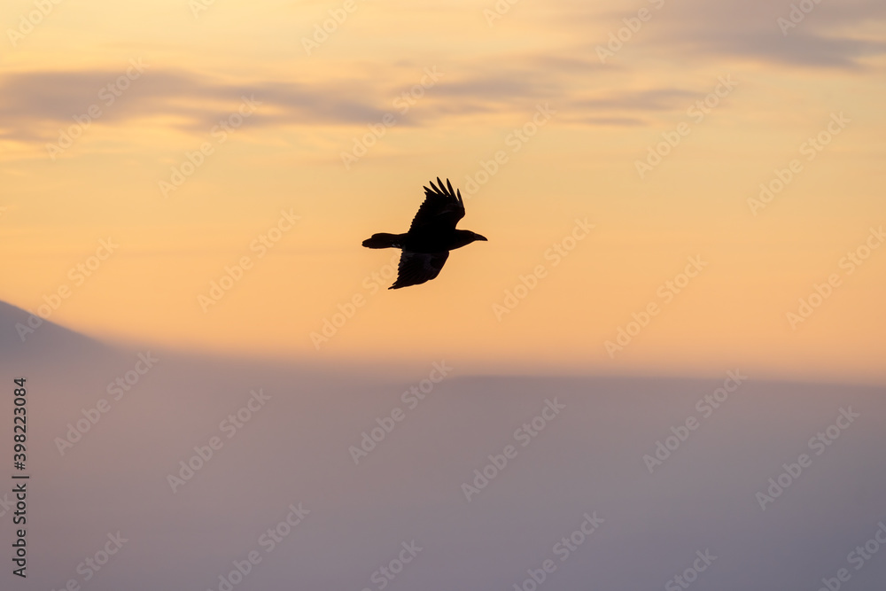 A black raven in the Arctic flies against the background of the sky. Winter sunset. Wild bird in its