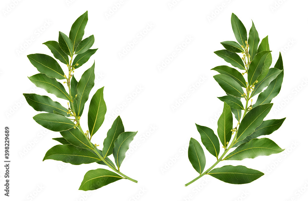 Laurel wreath isolated on white background with clipping path