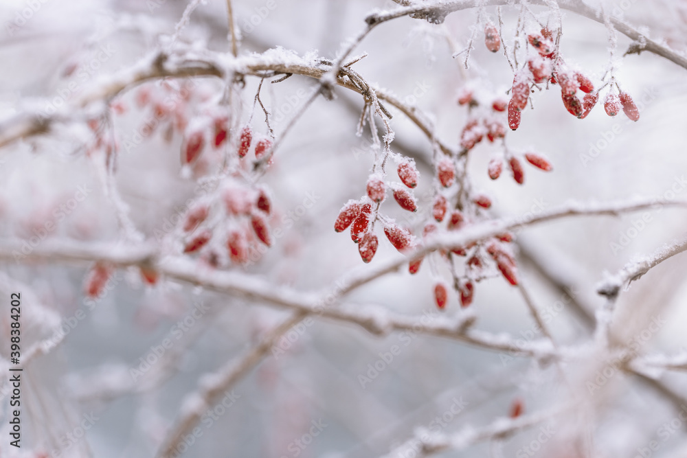 森林浆果的浆果，树枝覆盖的白霜，特写。自然景观，下雪的冬天。Dis