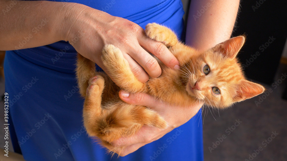 肖像：橙色虎斑猫在女人腿上玩耍时看着镜头