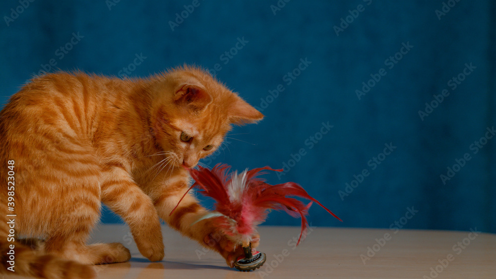 CLOSE UP: Adorable little kitty plays with a plume sitting on the wooden desk.