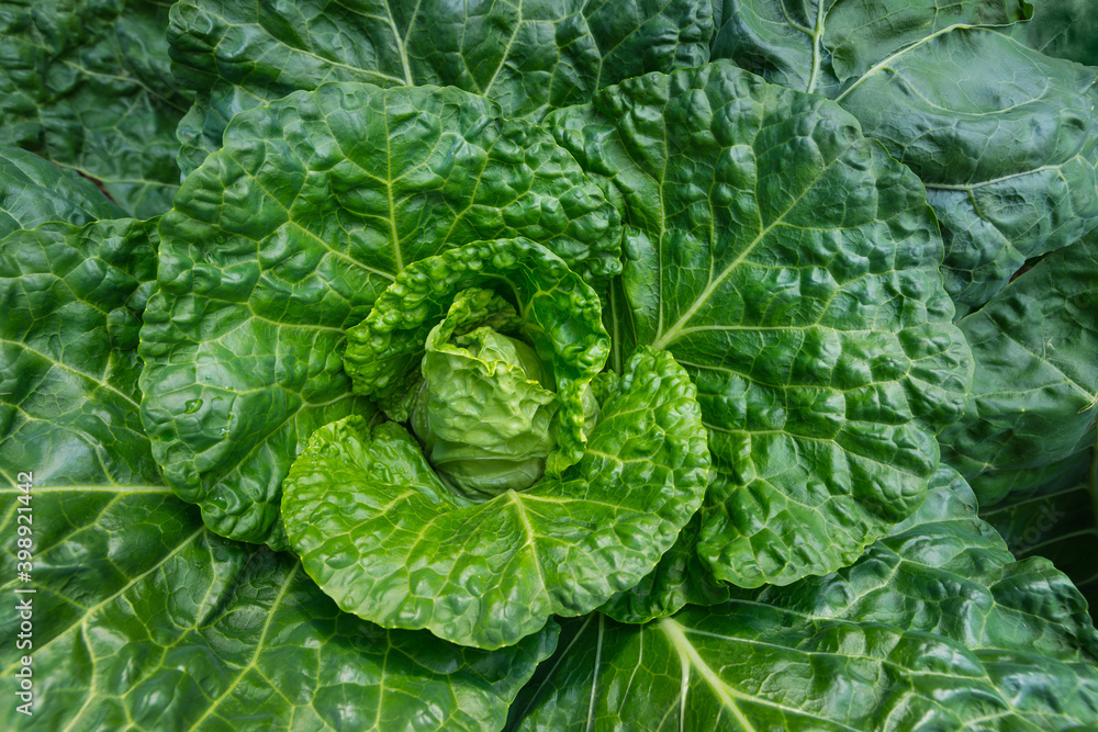 Fresh ripe head of savoy cabbage (Brassica oleracea sabauda) with lots of leaves growing in homemade