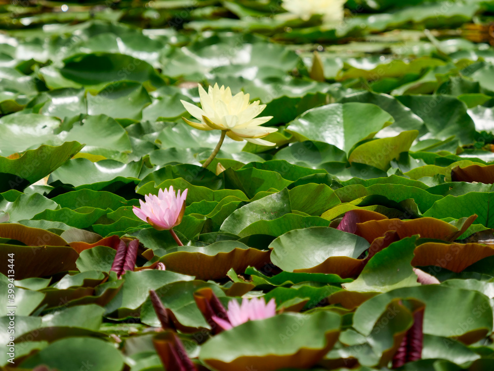 黄色とピンクの睡蓮の花