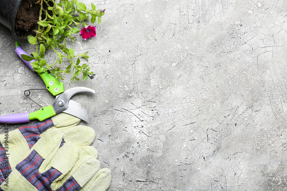 Set of gardening supplies and plant on grey background