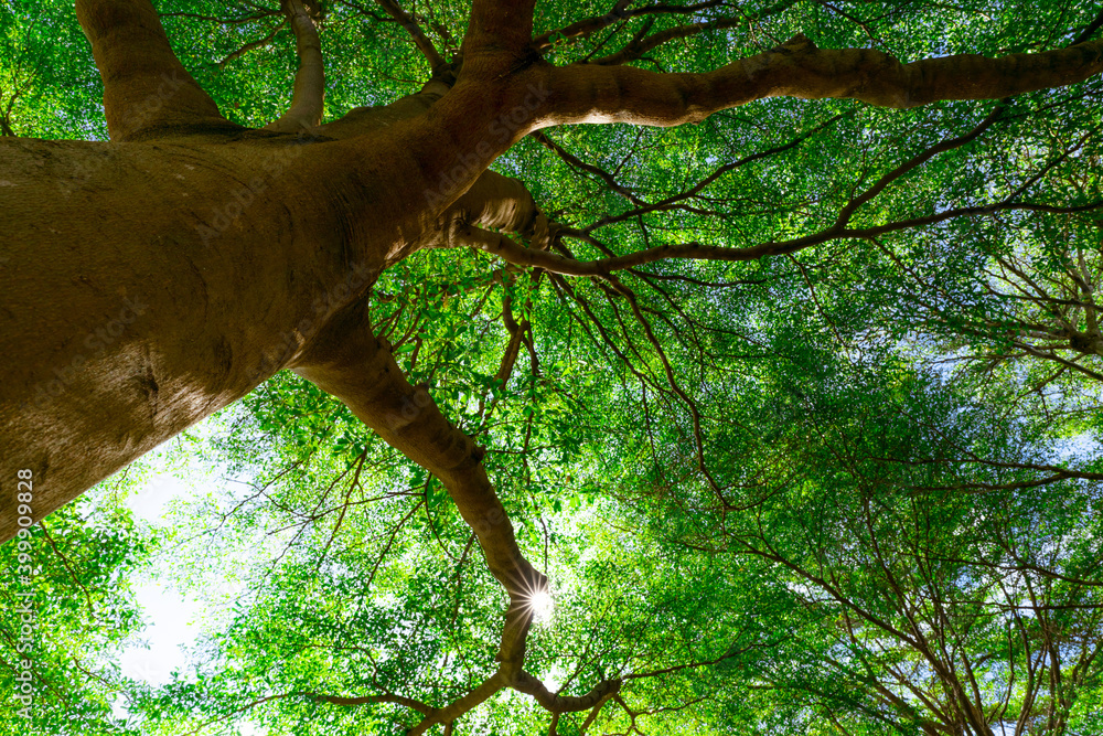 Bottom view of tree trunk to green leaves of big tree in tropical forest with sunlight. Fresh enviro