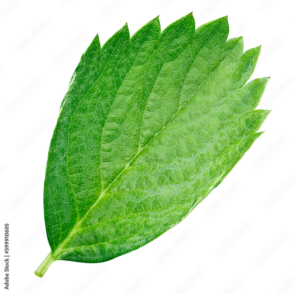 Strawberry leaf isolated on a white background