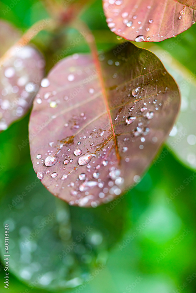 Detail of autumn leaves with raindrops in fall seasonal background.