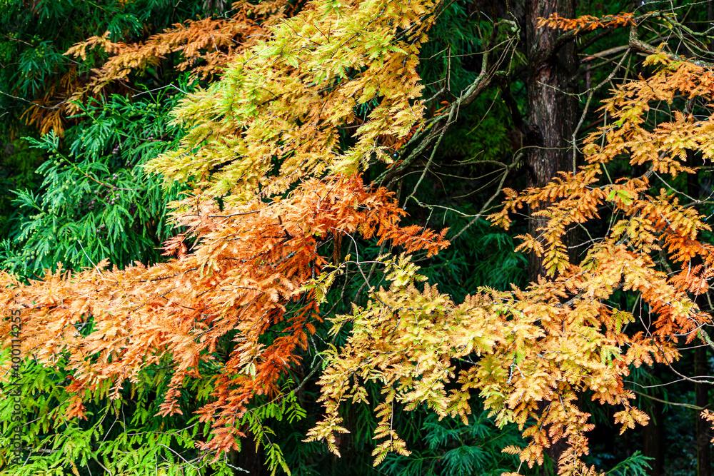 Beautiful autumn leaves and tree changing color on mountain autumn golden leaves sunlight and fallen