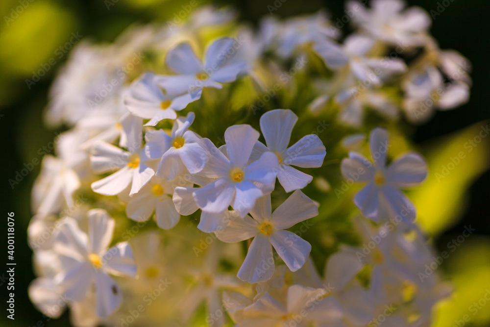 Collection of flowers, anthers and stigmas close up with shallow depth of field.