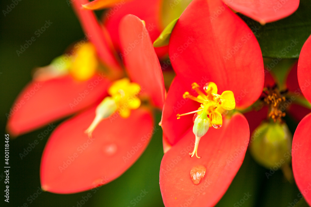 花、花药和柱头的集合与浅景深紧密相连。