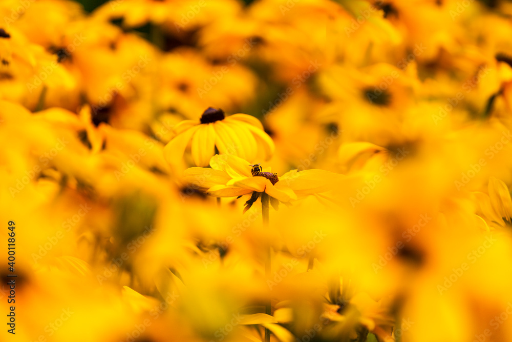 花、花药和柱头的集合与浅景深紧密相连。