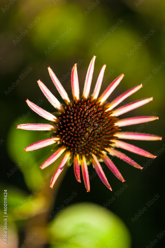 花、花药和柱头的集合与浅景深紧密相连。