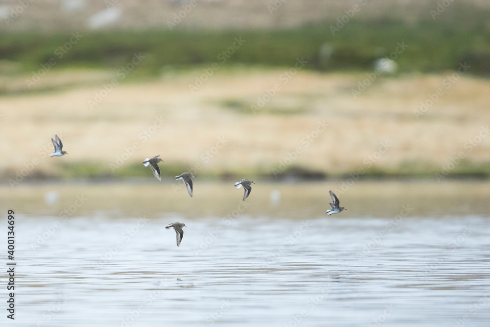 Temmincks Stint - Temminckstrandläufer - Calidris temminckii, Tajikistan