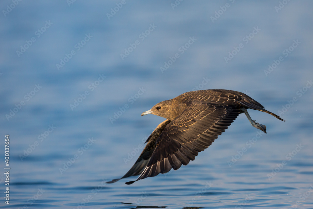 Arctic Jaeger - Schmarotzerraubmöwe - Stercorarius parasiticus, Germany (Baden-Württemberg), 1st cy