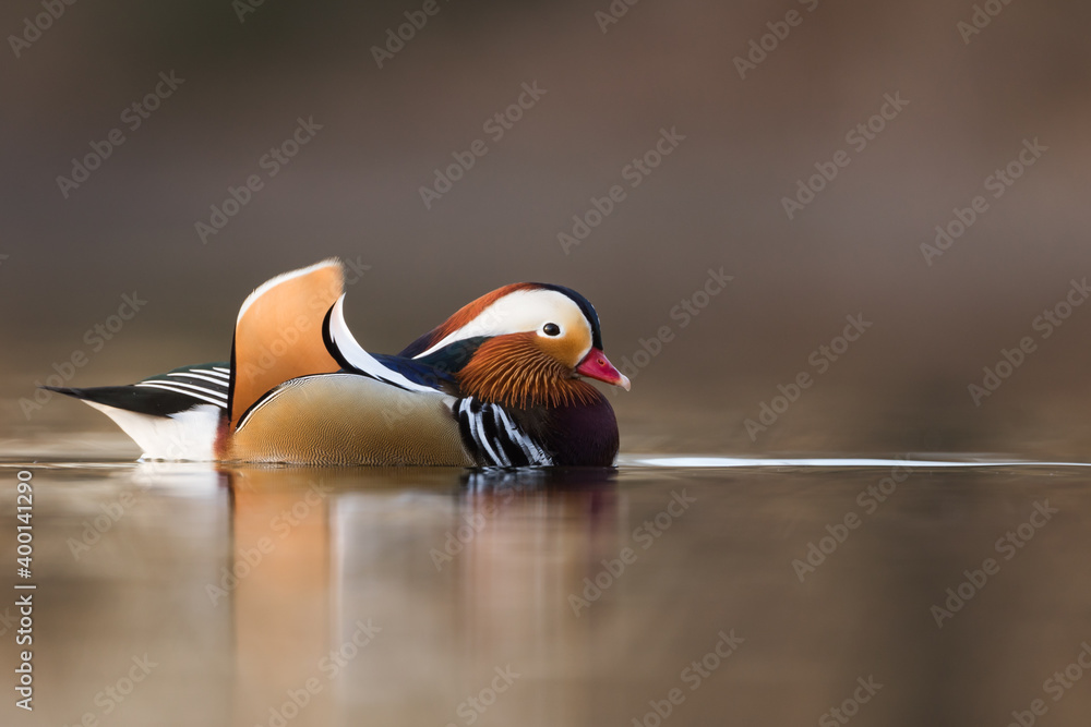 Mandarin Duck - Mandarinente - Aix galericulata, Germany (Baden-Württemberg), adult, male