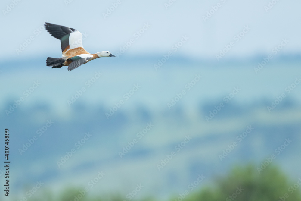 Ruddy Shelduck-Rostgans-Tadorna ferroginea，俄罗斯（贝加尔），成年，女性