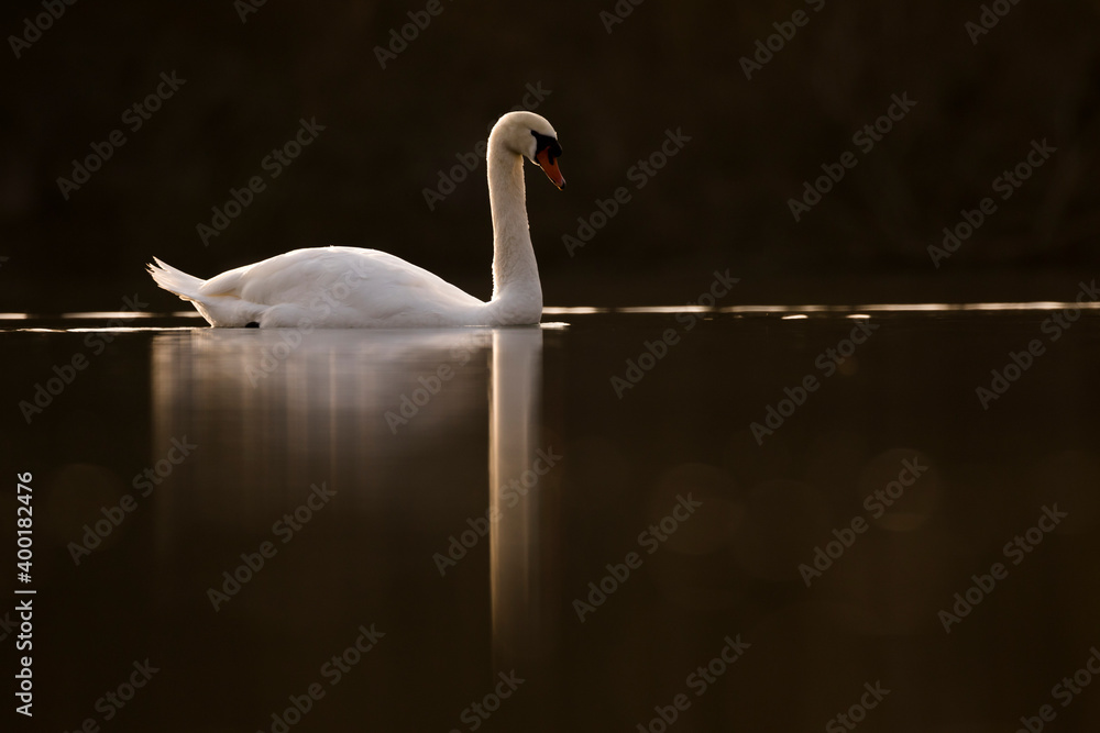 Mute Swan - Höckerschwan - Cygnus olor, Germany (Baden-Württemberg), adult