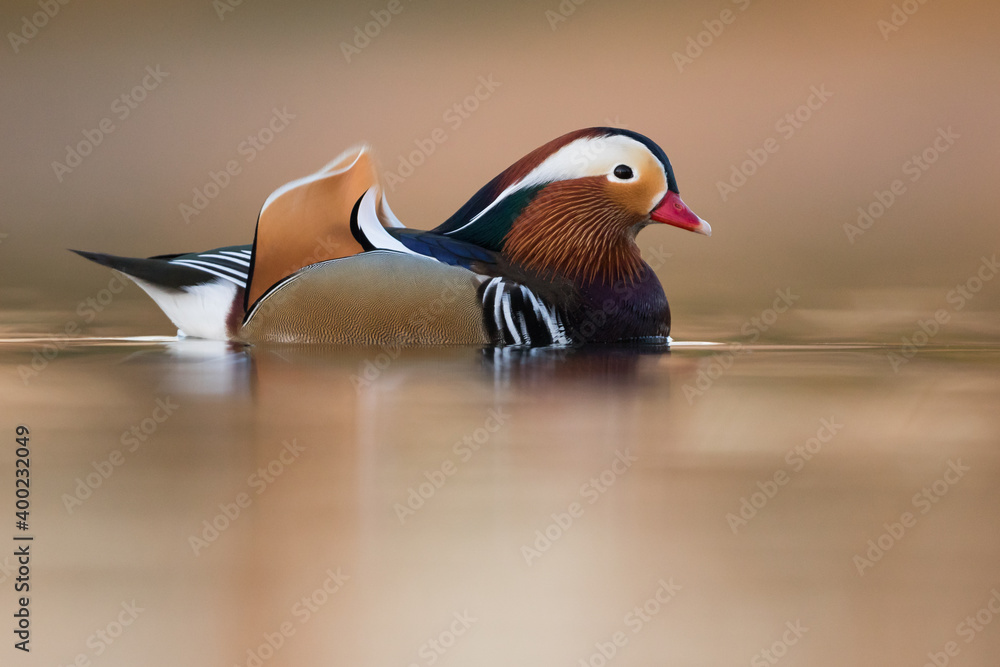 Mandarin Duck - Mandarinente - Aix galericulata, Germany (Baden-Württemberg), adult, male