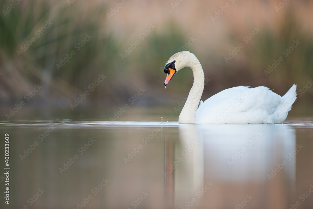 Mute Swan - Höckerschwan - Cygnus olor, Germany (Baden-Württemberg), adult