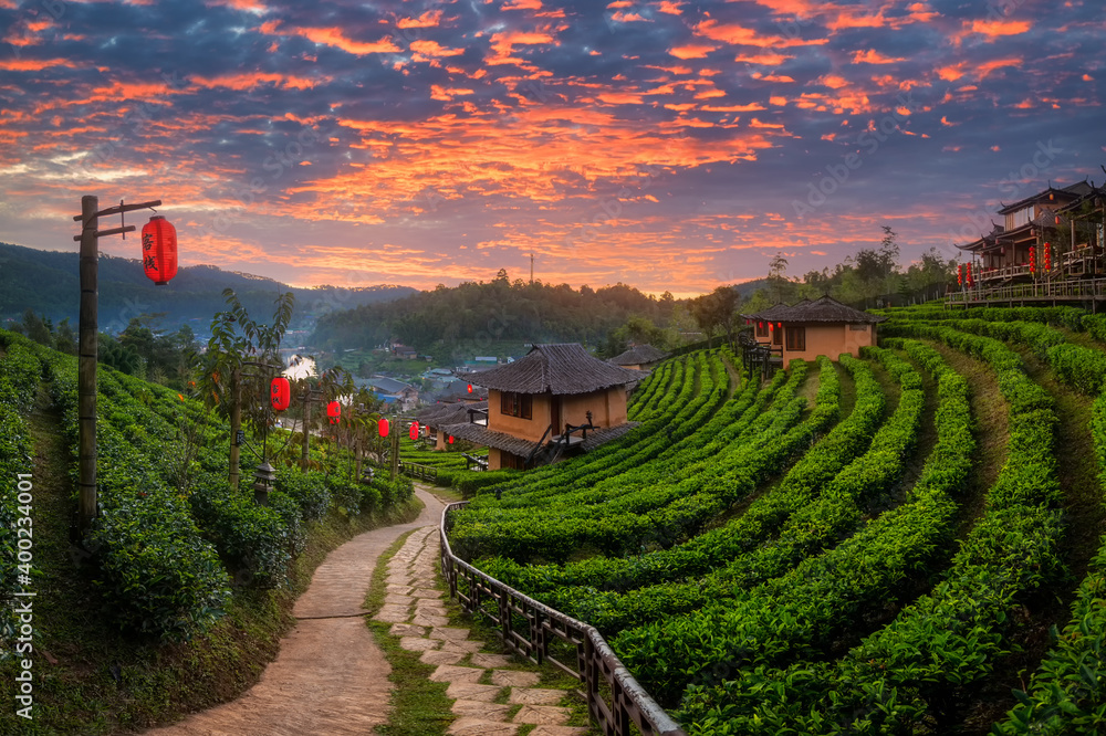 泰国北部梅洪山Ban Rak Thai村露台茶园的美景