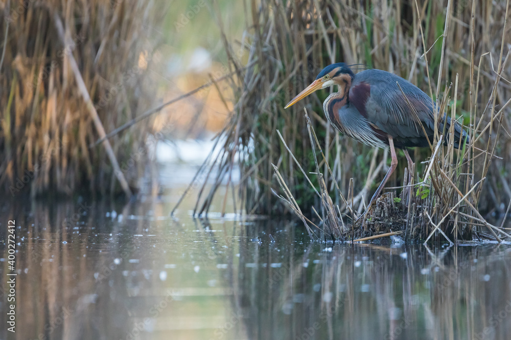 Purple Heron - Purpurreiher - Ardea purpurea ssp. purpurea, Germany (Baden-Württemberg), adult