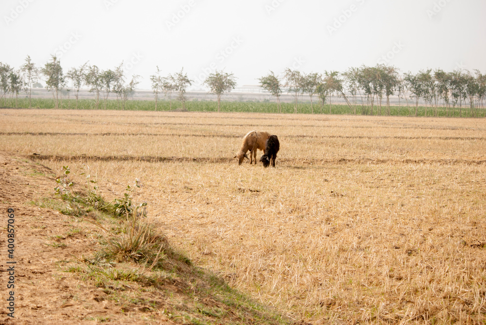 Buffalos in the field