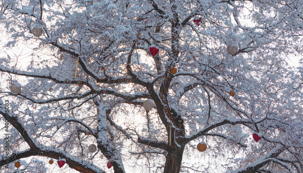 Winter holiday evergreen christmas tree branches covered with snow and falling snowflakes